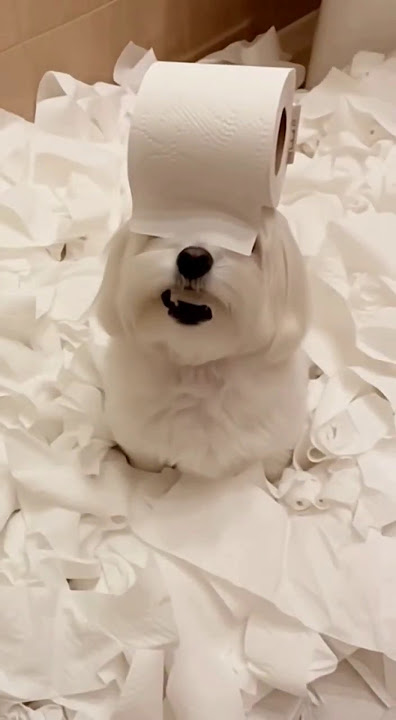 Download lagu When she sees a tissue #viral