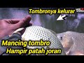 Sensasi tiada duanya mancing tombro babon bikin ketagihan 