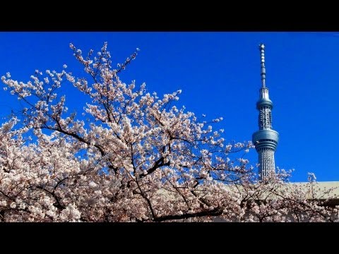 浅草 隅田川 桜 スカイツリー ライトアップ 2012 春