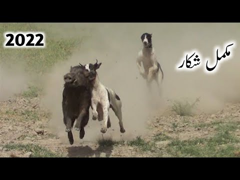 Soor ka shikar 2022 | Boar hunting with dog | Wild boar hunting in beat | LY amir saraiki Point