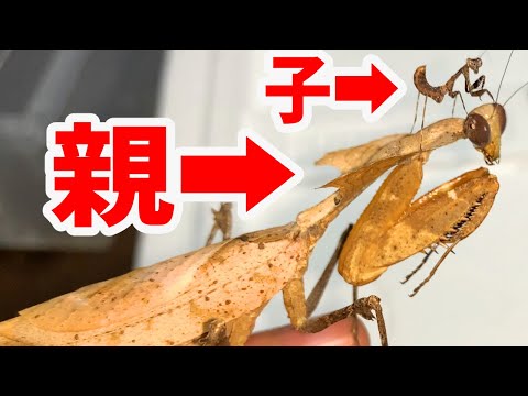 目貫カマキリ 日本刀の目貫｜赤銅地かまきり図｜日本刀専門店・東京【十拳】