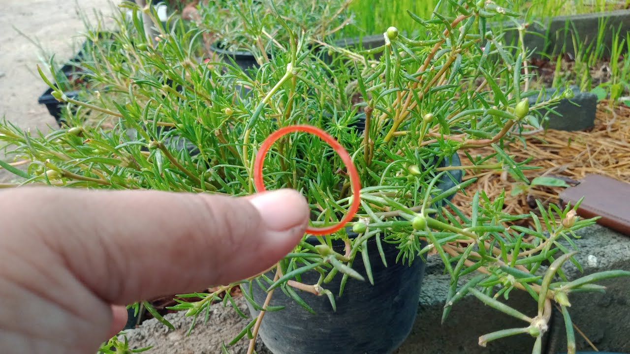 ต้นแพรเซียงไฮ้ไม่ออกดอก แก้ไขให้กลับมาดอกดกดังเดิมด้วยยางวง