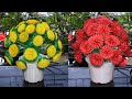 5 Beautiful Flower pot making at home with plastic bottle