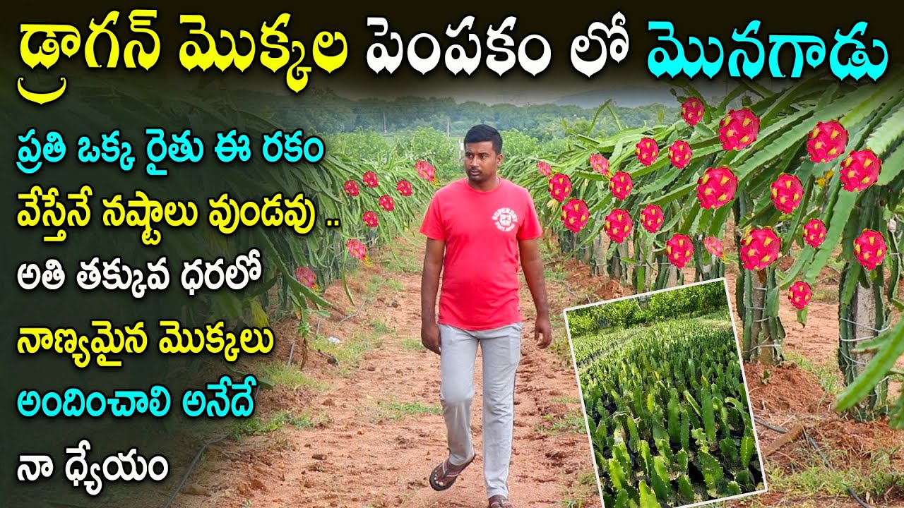 Best Dragon Fruit Variety in India By Subhash Reddy From Arjun Exotics Jagtial | N5 Media