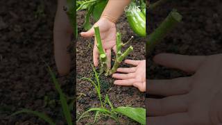 This Simple Cut Makes Eggplant Produce Nonstop 
