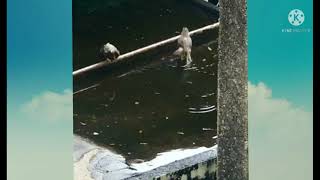 Fun Bathing In Gathered Rain Water