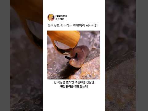 독버섯도 먹는다는 민달팽이의 식사시간 관찰