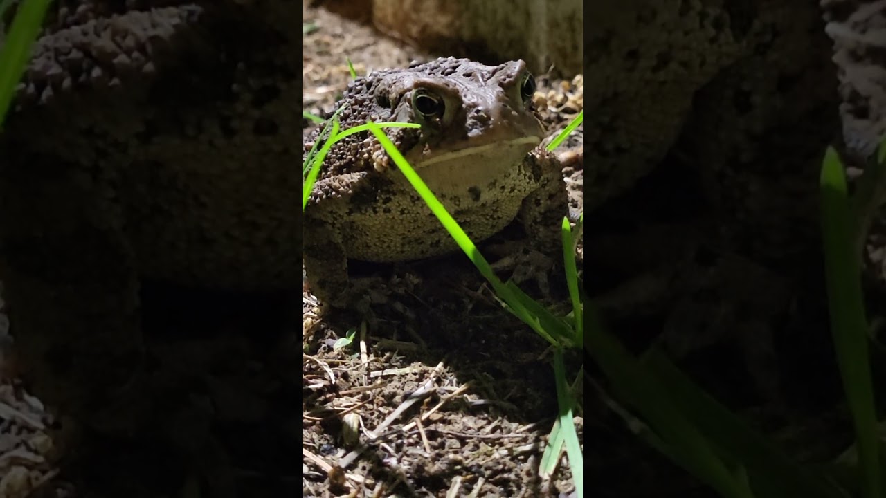 American Toad Close-Up - Breathing - MId-MIchigan May 2024 