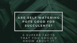 Are Self Watering Pots Good For Succulents? 5 Superb Facts That You Should Know About It