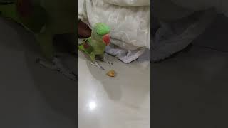 Mithhu rejected my samosa 😭🦜#reels #parrot #bird #cute #funny #samosa #petbird