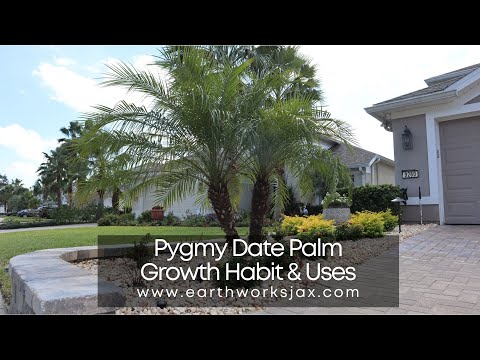 Vídeo: Pygmy Palm Growing - Cuide de uma palmeira pigmeu