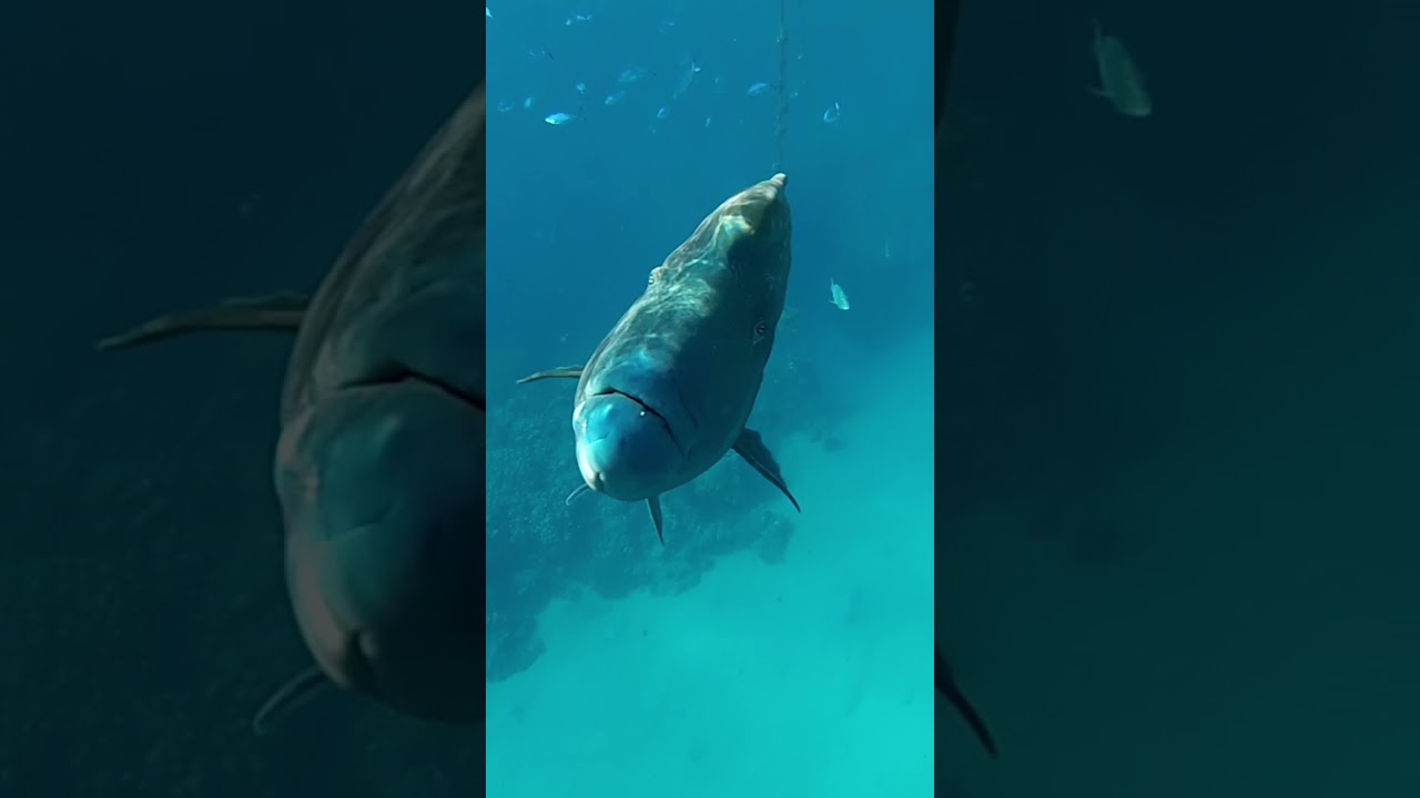 Egypt. Napoleon fish. Red sea. Hilton Sharks bay