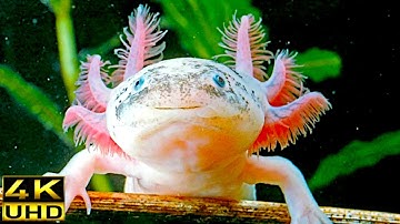 [4k] Axolotl - His First Big Adventure