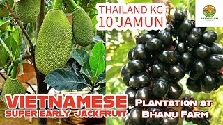 Mahogany | Sagwan | Lemon | Jamun | Jackfruit plantation #bhanufarm #farming #viralvideo #trending