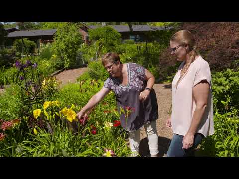 Video: The Majestic Beauty Of Daylilies