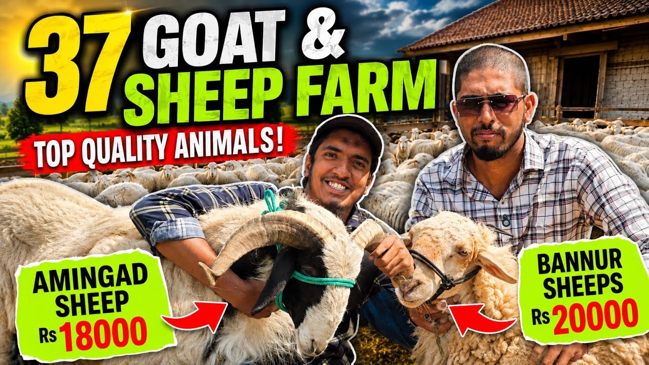 Biggest Wholesale Amingad & Bannur Sheep Farm | Full Farm Tour + Price ...