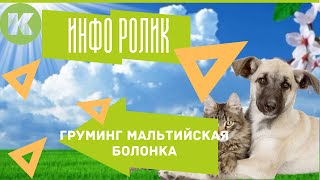 Груминг. Мальтийская болонка. Груминг. Мальтийская болонка.