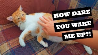 Cat Belly Rub A Trap?