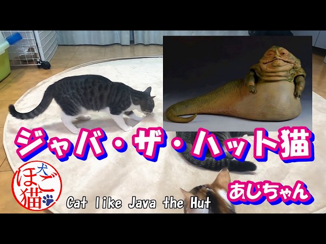 Jabba The Hut Cat