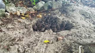 Hawksbill Sea Turtle Nest Hatching 11jan2017