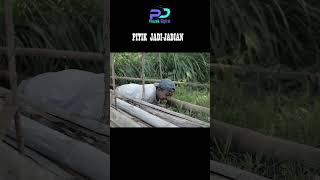 Pitik Jadijadian  Eps 174   Cerita Jawa