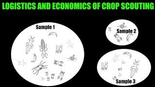 Abbreviated IPM Intro: The Logistics and Economics of Crop Scouting