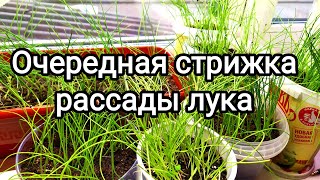 Очередная стрижка рассады лука. Зачем стричь рассаду лука? #рассада #лук