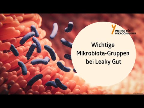 Wichtige Mikrobiota-Gruppen bei Leaky Gut