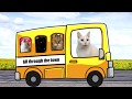 Wheels on the bus- Cats Version - Singing Cats