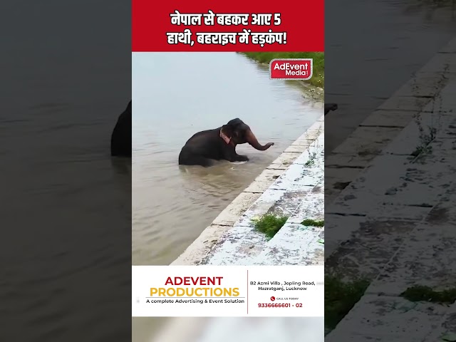 नेपाल से बहकर बहराइच पहुंचे 5 हाथी, इलाके में मचा हड़कंप!  #upnews #latestnews #lucknownewstoday