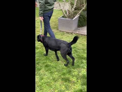 Video: 5 Einzigartige Möglichkeiten Zur Mentalen Stimulation Nach Einer Hundeoperation