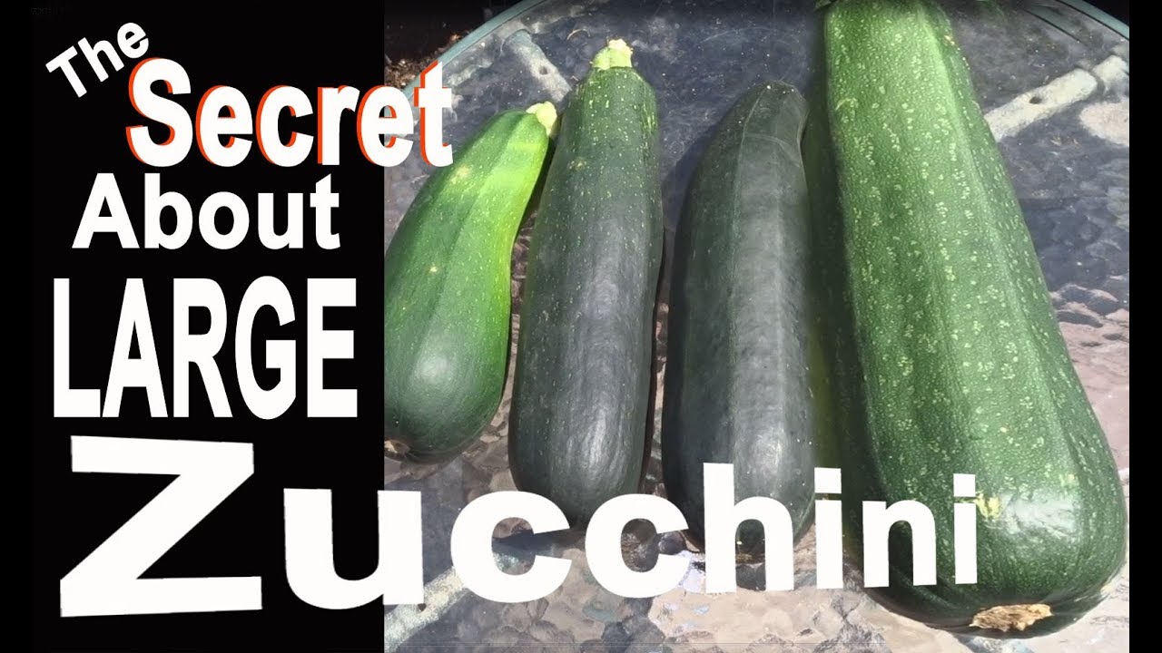Zucchini Grow Large Squash In The Garden What You Should Know Growing Harvest Eating Cooking Storing Youtube