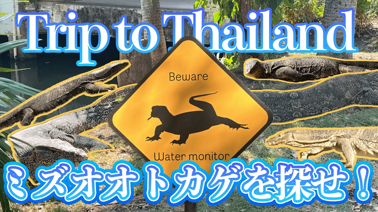 Very impressive] Watch wild water monitor lizards at zero distance