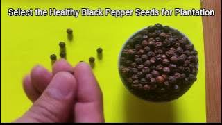 How to Plant Black Pepper (Piper Nigrum) from Seeds at Home