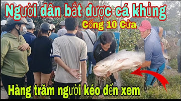 Cống ngăn mặn 10 bất ngờ người dân bắt được cá tra dầu nặng 50kg