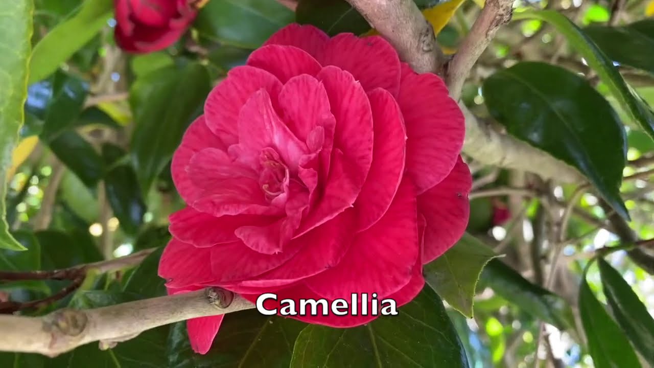 Buah Cherry, Bunga Peony yang Sudah Mekar dan Bunga Camellia