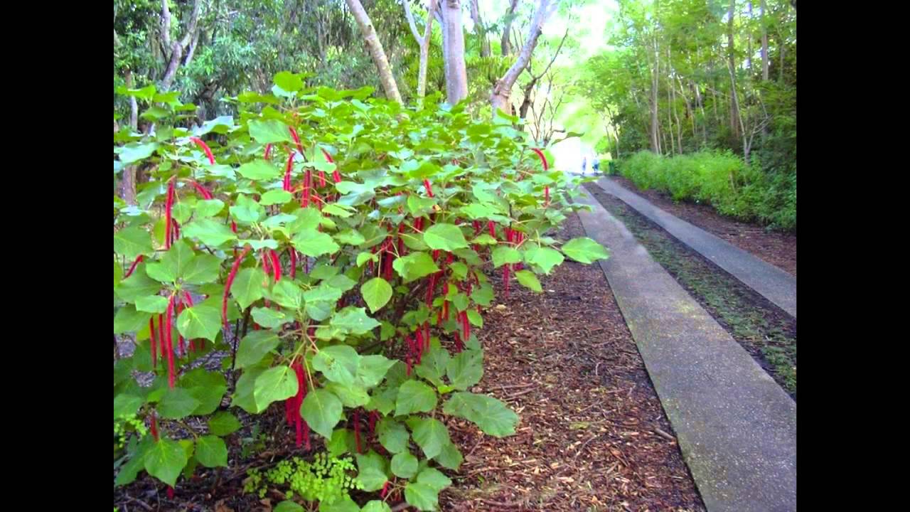 амарантус - удачный цветок для дачи - YouTube