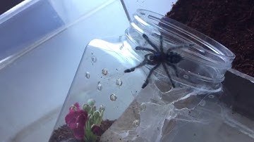 Sling rehouse: DIY Hobby Lobby enclosures