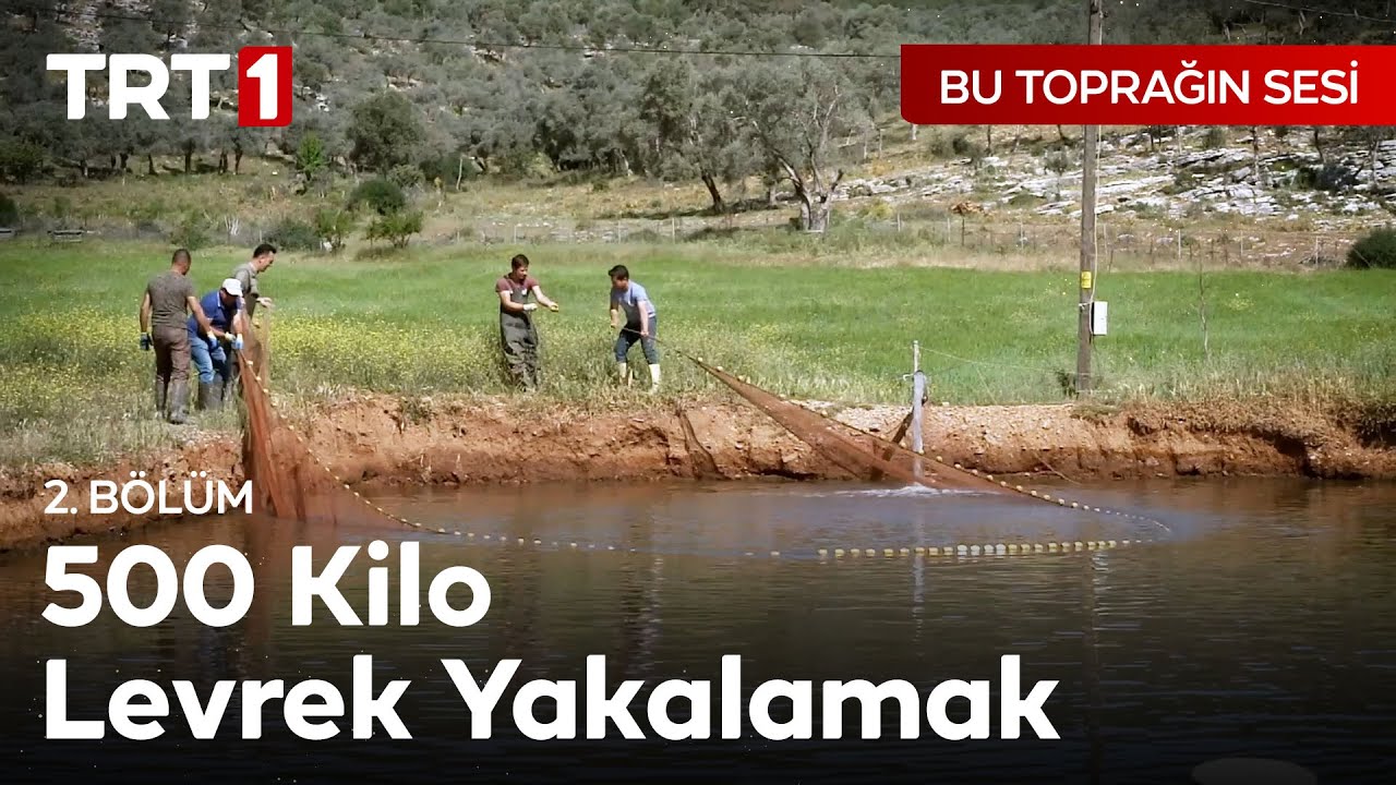 Tarla Balıkçılığında Levrek Hasadı Nasıl Yapılıyor? - Bu Toprağın Sesi 2. Bölüm
