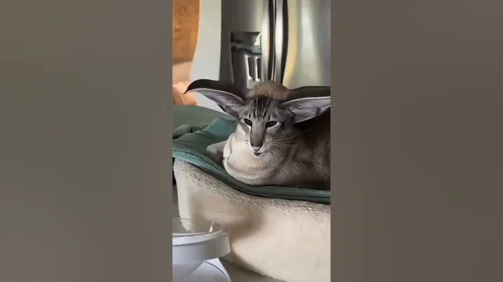Video 11578201: kucing oriental shorthair