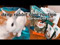DAILY RABBIT CARE ROUTINE | 3 month old bunny