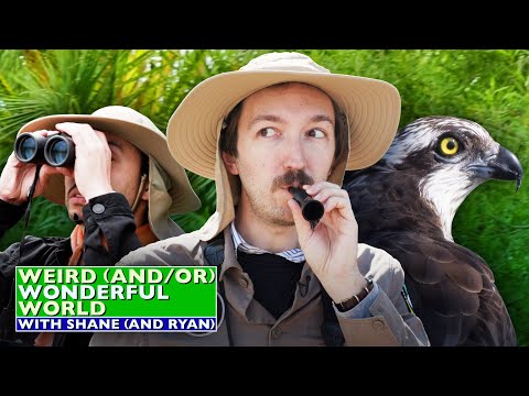 Shane Ryan Go Birdwatching Weird Wonderful World