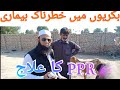 Goat Goat Loverبکریوں میں خطرناک بیماری کا علاج بتاتے ہوئے