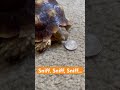 Money-Loving Turtle Sees a Quarter