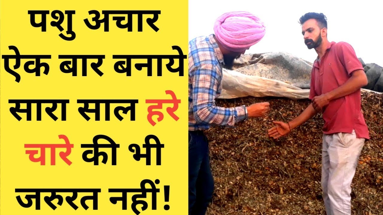 Silage complete information in hindi|Silage Making process in india|Dairy farm