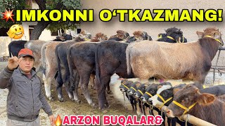 😱 BUQALAR NARXI SHOKKA TUSHDI – BOQMA BUQALAR ARZONLASHDI!