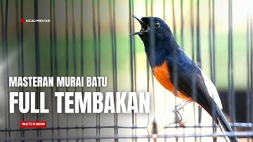 MASTERAN MURAI BATU FULL ISIAN TEMBAKAN CILILIN KAPAS TEMBAK KENARI CUNGKOK TENGKEK SOGON DLL