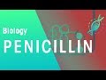 Penicillin | Microorganisms | Biology | FuseSchool