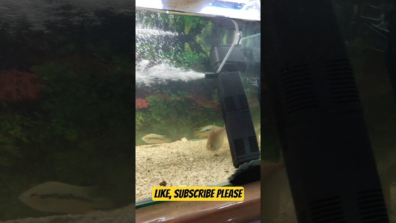 Aquarium Water Chnge | Morbi Fish 