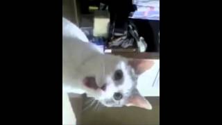 The Omg Cat Reactions Pt.1 Of Funny Videos